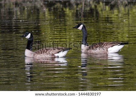 Canada Goose (Branta canadensis), Auvergne, France.