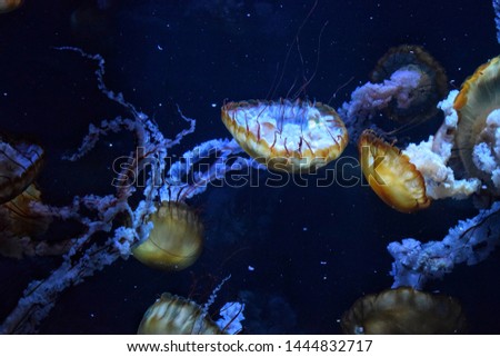 Picture of a jellyfish tank in an aquarium in Northern France. 