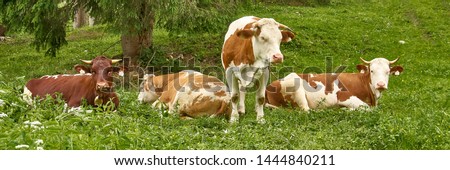 Panorama of some cows on a meadow