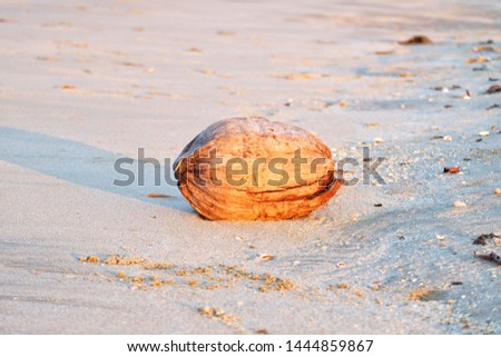 A picture of brown coconut fruit on the sand beach fall naturally from the tree. Can be used for abstract purpose.