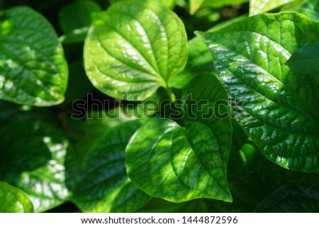 Green Leaves Background - Healthy leaf
