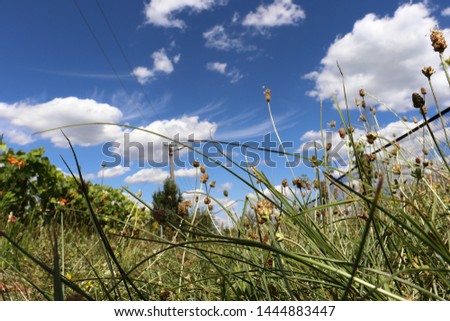 View of the green grass and summer sky from below