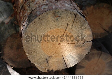 Closeup view of the pine log. Tree stump with annual rings background.