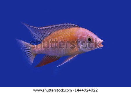 The beautiful tiger albino Taiwan Reef Cichlid on isolated blue background. Protomeles steveni is an African cichlid in Cichlidae family,originating from Lake Malawi in Africa.  
