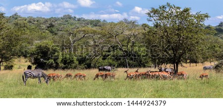 Panoramic view of Impala herd with Zebra and African Buffalo in Lake Mburo National Park