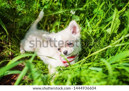 Funny puppy chihuahua walks in the green grasss 