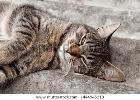 Tabby cat lying on a slate roof and resting