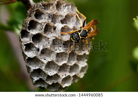 Close up of common wasp in Danubian wetland, Slovakia, Europe