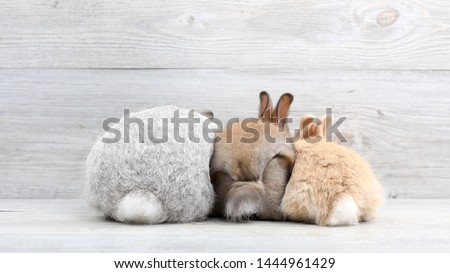 Lovely bunny easter rabbits on wooden background. beautiful lovely pets.