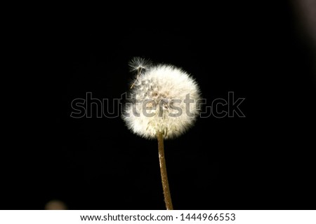 Silhouette Of Dandelion in the wind with a black background