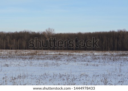 Winter landscape with forest and field with dry herbs under the snow.