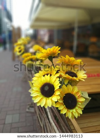 Sunflower : Street decoration in summer