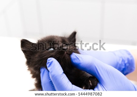A veterinarian checks a cat's mouth and teeth at a vet clinic isolated on white background.