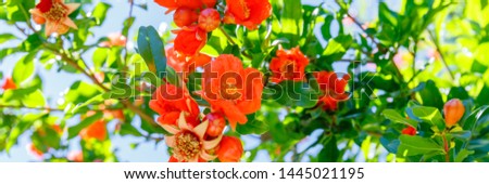 Red pomegranate flowers on  pomegranate blossoming tree in the garden, var. Punica granatum plant, banner