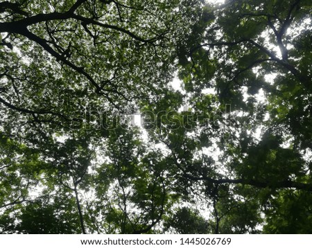 Green branches and leafs background when we are looking into the sky. The shining light through the tree in the garden.