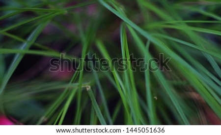 Green grass with light green background