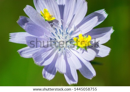 blue chicory flower and small yellow wild flowers