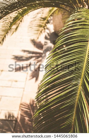 Shadow of the leaves of the green southern European palm. Summer background