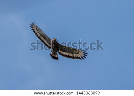 Crested Serpent Eagle (Spilornis cheela), Sri Lanka