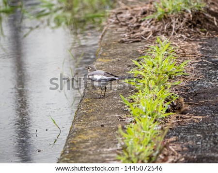 A juvenile white wagtail, motacilla alba, waits beside a flooded rice paddy for its parent to bring food.