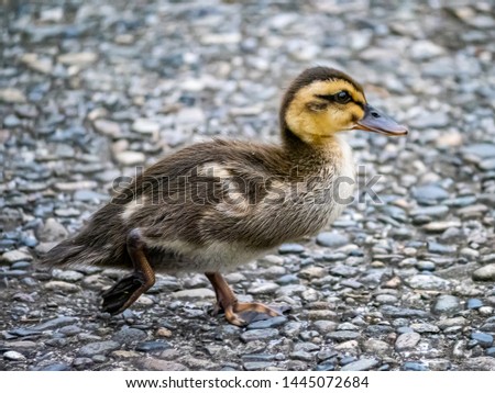 An eastern spot-billed duckling, Anas zonorhyncha, walks along a foot path while picking through the grass for food in a Japanese park.