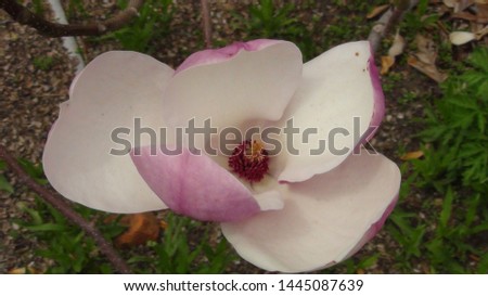 
pink magnolia blooming in spring
