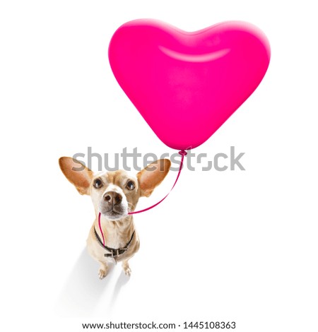 chihuahua dog  in love for valentines or birthday  with pink  heart  balloon, isolated on white background