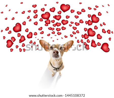 chihuahua dog  in love for valentines or birthday  , isolated on white background