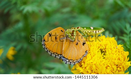 Mantis on the marigold that is eating butterflies