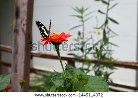 Butterfly on the chrysanthemum in the rainy season