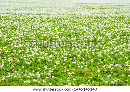 Trifolium repens "White (Dutch) clover"