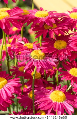 Dark pink flowers of argyranthemum, marguerite, marguerite daisy or dill daisies in summer garden close up with selective focus. Macro photo of pink peacock chamomiles on green blurred background