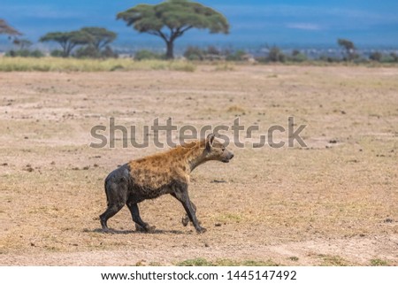 hyena covered with mud running in the savannah
