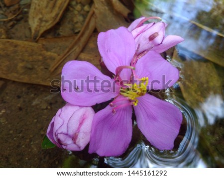 Beautiful flower in the water