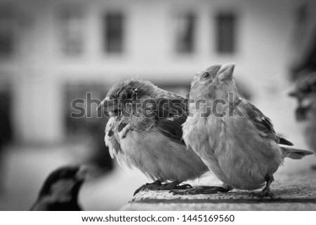 Picture of little birds in Berlin