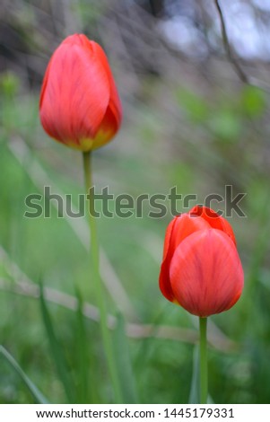 Flower theme: Romantic dreamy picture of two red tulips. Artistic blur, small depth of field. Fairy and magical wildflowers.