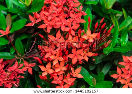 Bright red flower, green leaves