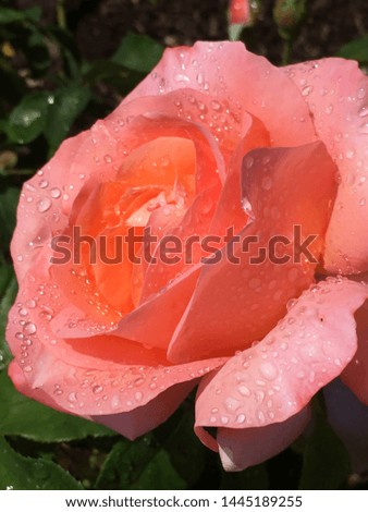 Dark Orange/peach rose, raindrops on petals