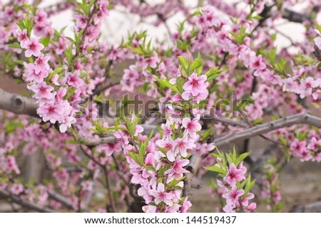Beautiful peach blossom, close-up pictures, in the north of China