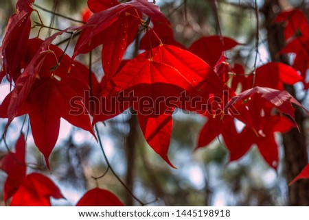 red maple leaves selective focus