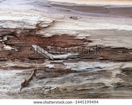 background and texture of the old rotten wood surface close-up shot with real natural photography