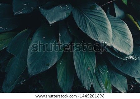 Dark Leaves background water drop Leaf surface