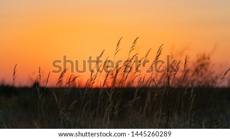 field grass grows in a field at sunset