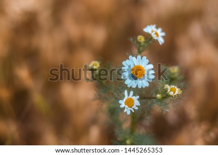 Flower growing daisies on a brown background.