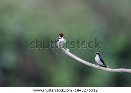 Both of Wire-tailed swallow, uprisen angle view, side shot, perching on the branch in the morning over the riverbank in tropical forest, Chiang Dao Wildlife Sanctuary, Chiang Mai, northern Thailand.