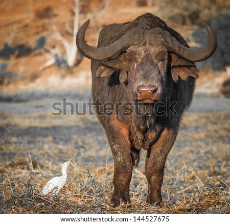 cape buffalo and bird