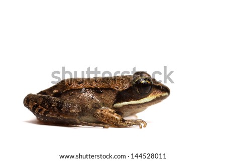 Wood frog (Rana sylvatica)