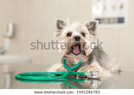A cute dog breed Yorkshire Terrier is lying on the table with a stethoscope in a veterinary clinic.
Inspection in a veterinary clinic. Happy dog vet. Dog grimaces and shows tongue close-up. Royalty-Free Stock Photo #1445286782