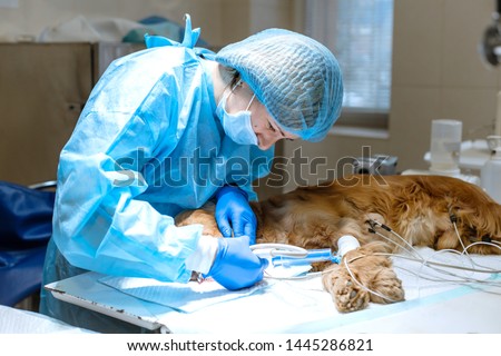 A vet surgeon brushes his dog's teeth under anesthesia on the operating table. Sanitation of the oral cavity in dogs. Dentist veterinarian treats teeth in a veterinary clinic. Veterinary Dentistry. Royalty-Free Stock Photo #1445286821