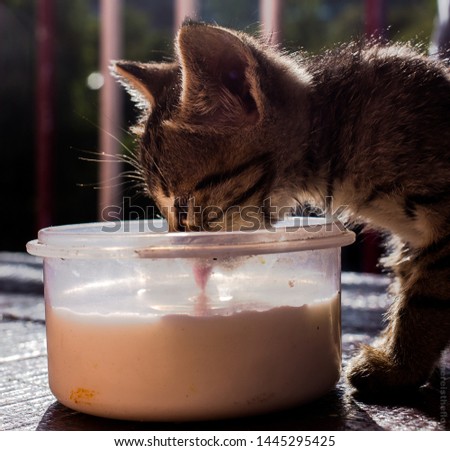 kitten drinking milk, baby cat eyes closed 